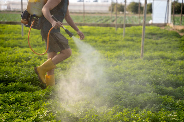 Best Emergency Pest Control  in Mmerce City, CO